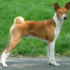 Basenji